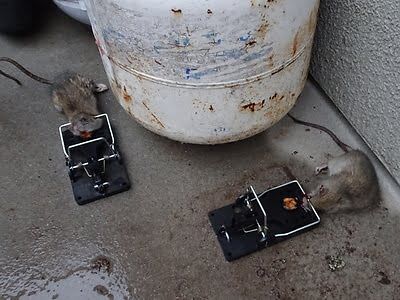 rodent trapping